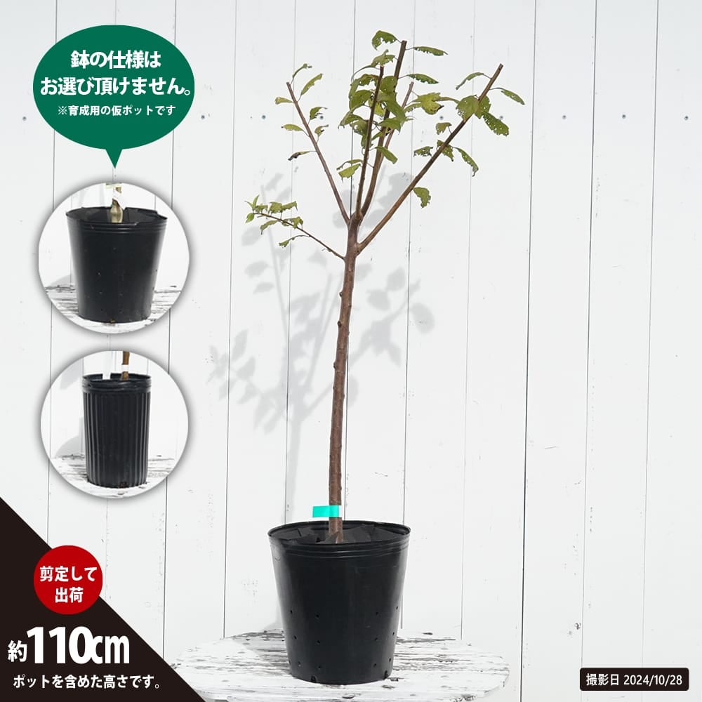 リンゴ 選抜富士 苗 鉢植え 苗木部 By 花ひろばオンライン