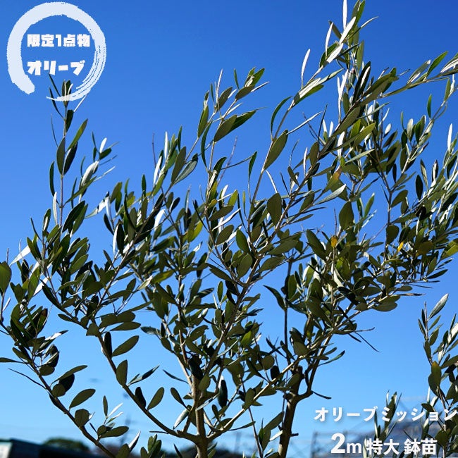 オリーブ ミッションの販売 時期 苗木部 By 花ひろばオンライン