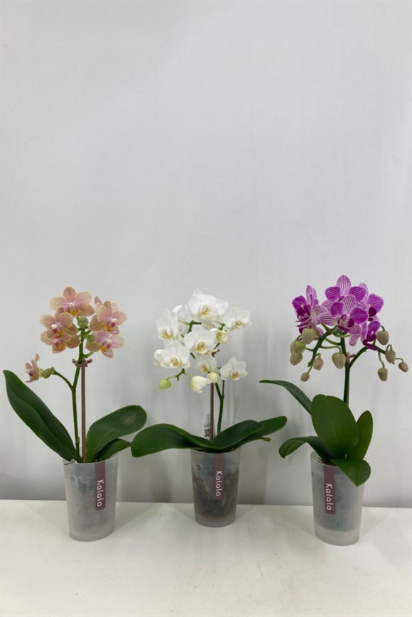 胡蝶蘭 ミディ カララ M 2寸 20入/ケース(プラ鉢) | 花のギフト通販