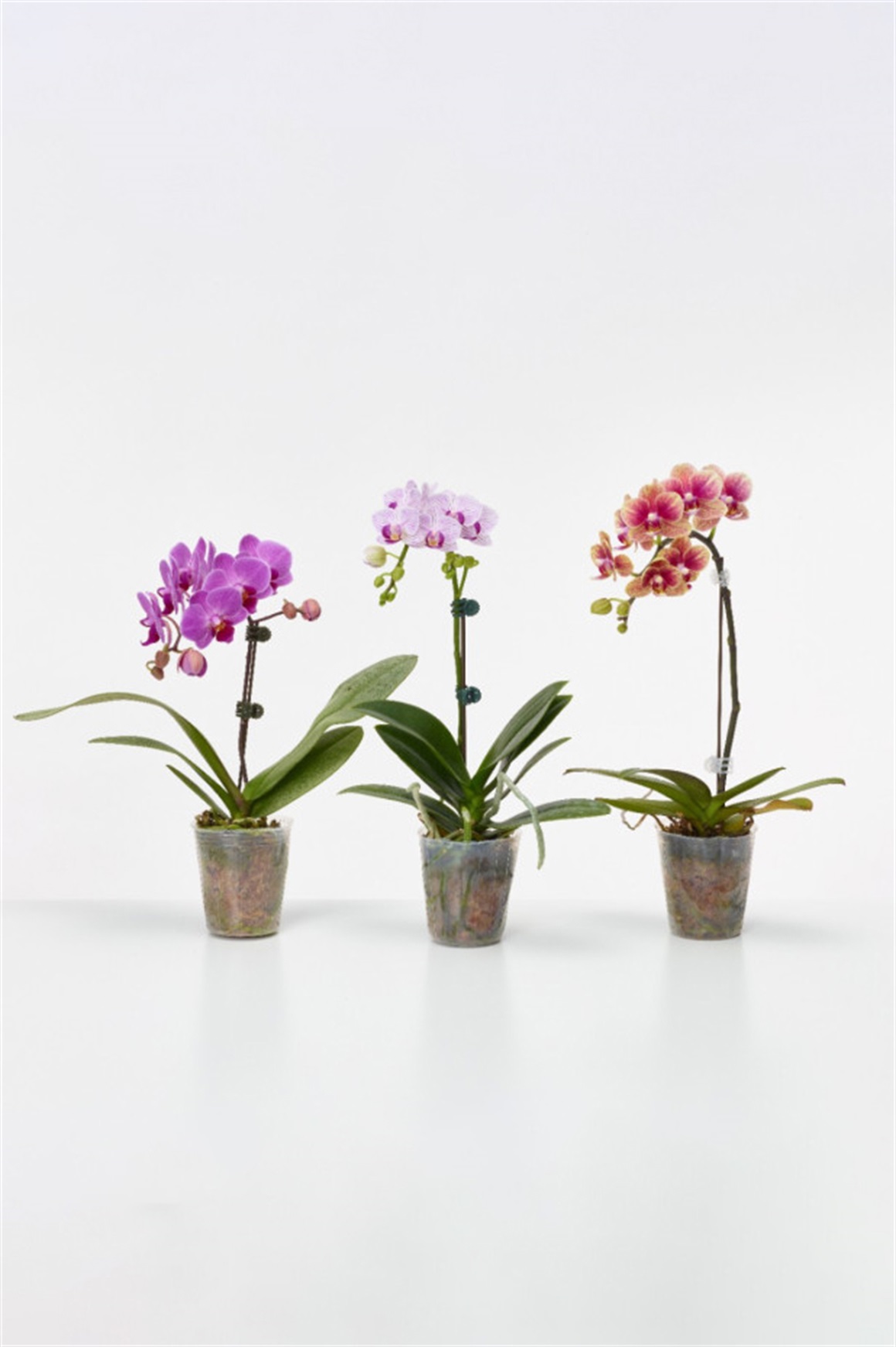 胡蝶蘭 ミディ カララ L 2.5寸 12入/ケース(鉢無し) | 花のギフト通販