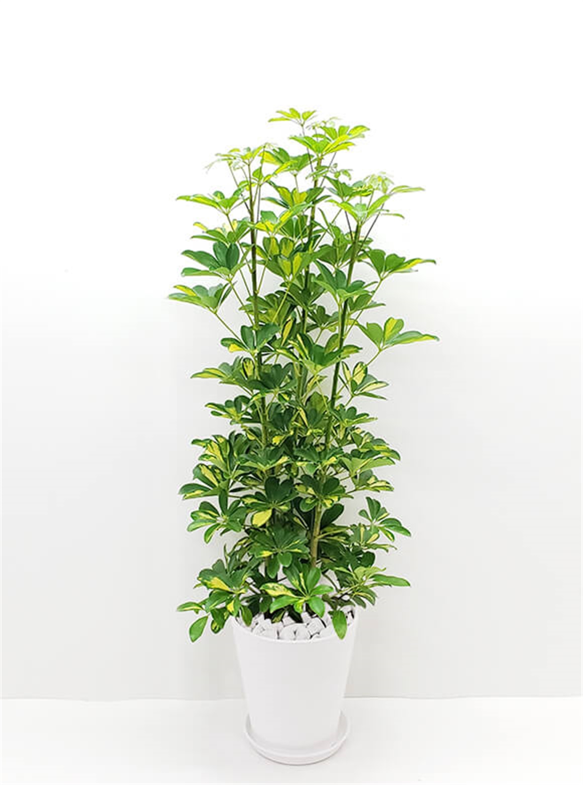 シェフレラ斑入り8号 ホワイトポット | 花のギフト通販なら花百花