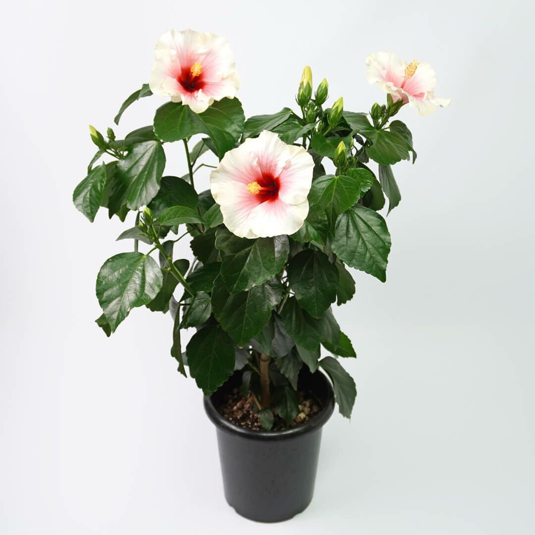 ハイビスカス（白とピンクの複色）｜青山花茂本店