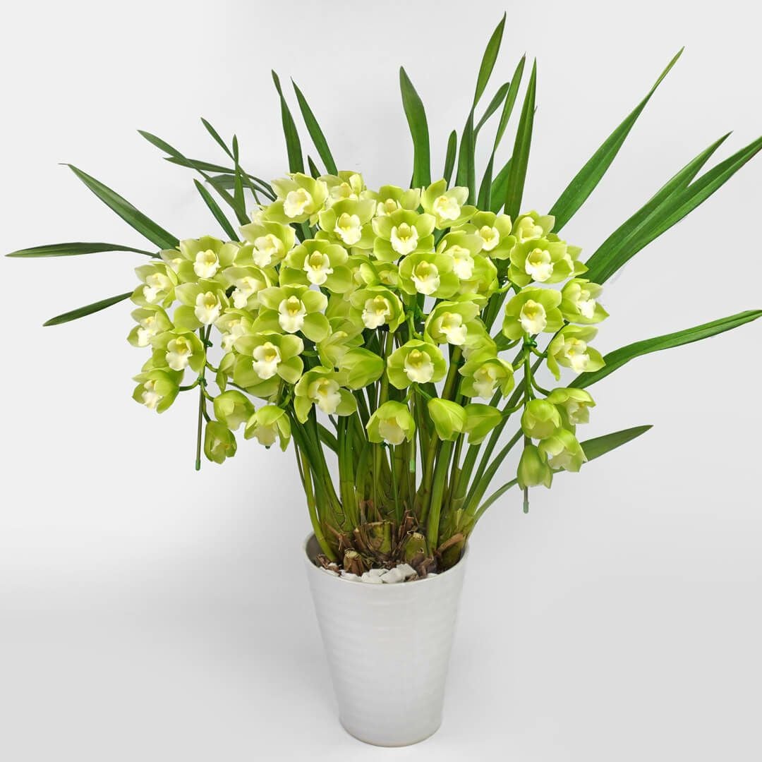 シンビジューム（アーチ型・グリーン・4本立）｜青山花茂本店