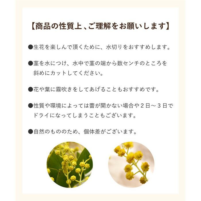 エターナルブーケ ～春限定ミモザ～』 生花 | 横浜花まりか フラワー