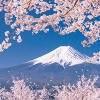日向神ダムの千本桜（八女市） 見頃・桜祭り情報など - お花見2026