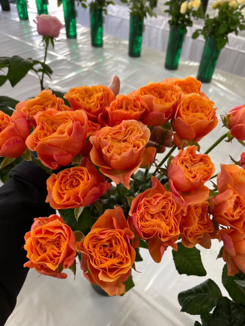 バラの通販専門店】オープンデーに行ってきました｜花プラン | 心を