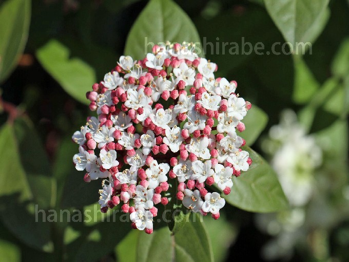 ビバーナム・ティヌス-花しらべ-花図鑑