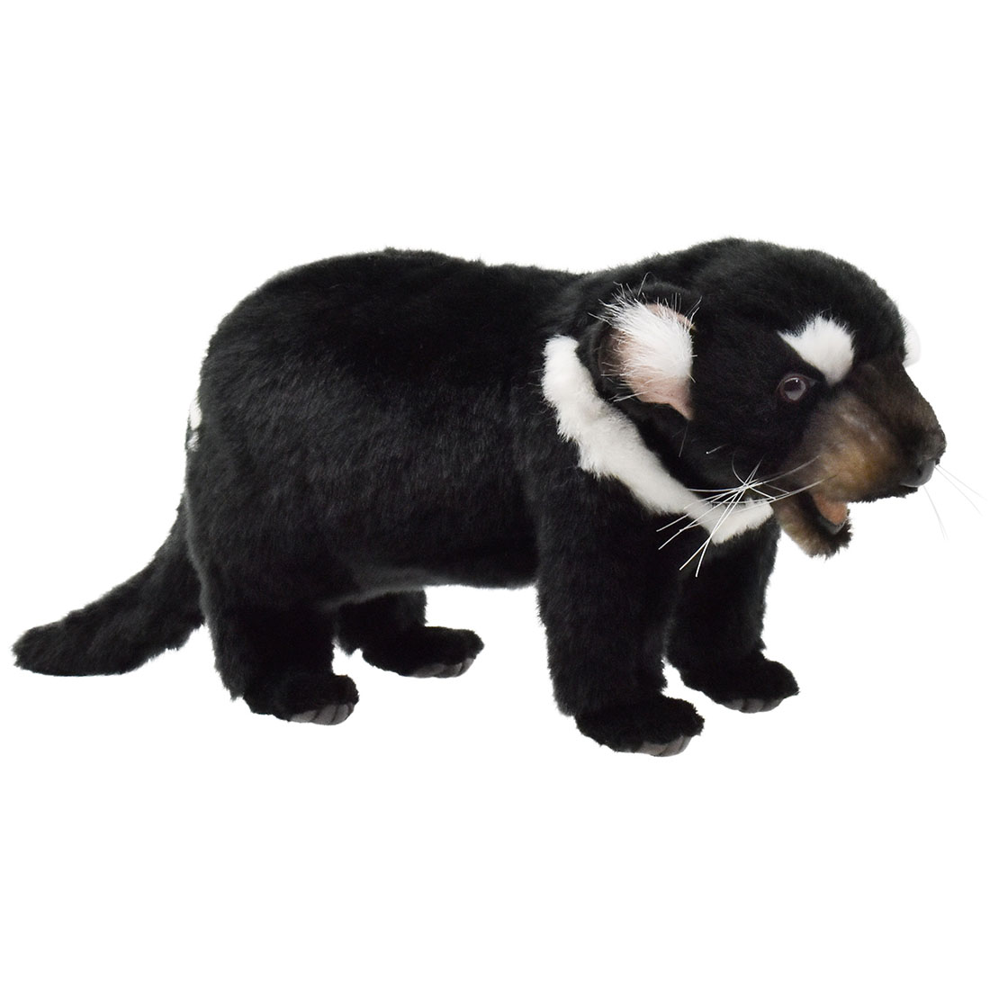 タスマニアデビル 33 | HANSA