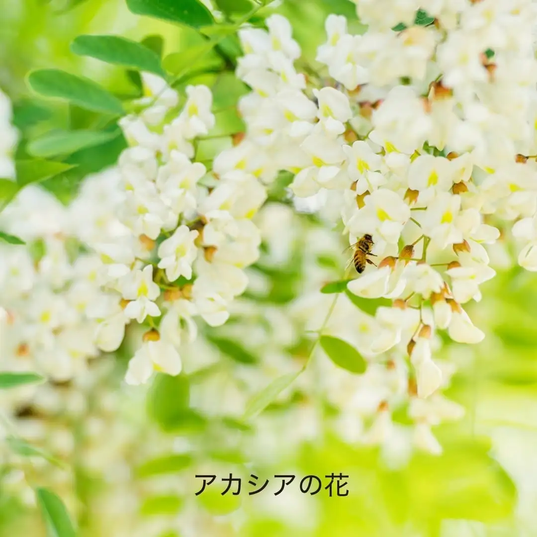 国産アカシア｜HACCI公式オンラインストア