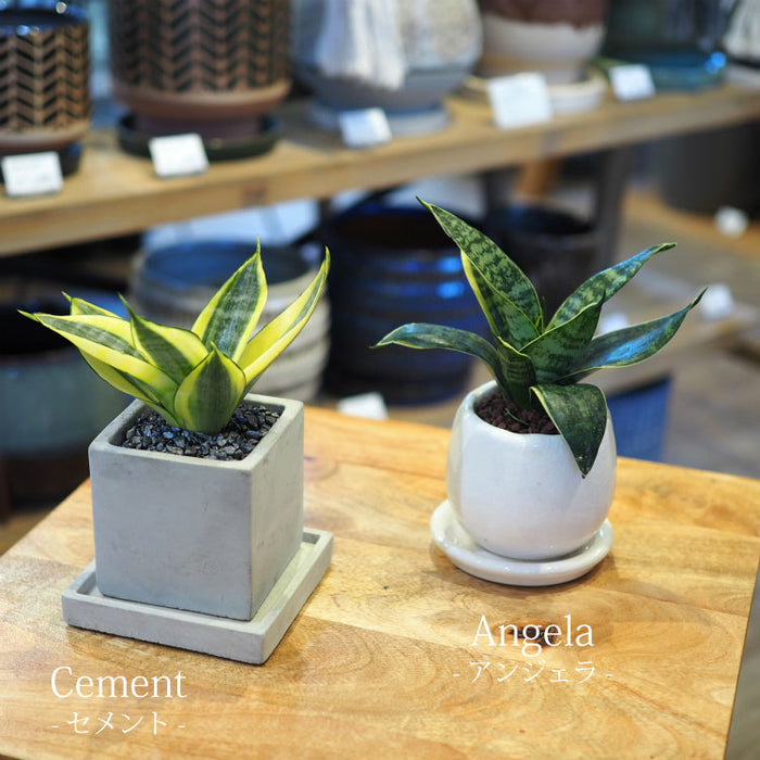 ミニサンスベリア カラーポットアレンジ – 鉢人