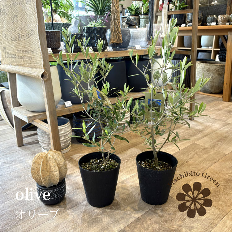 選べる品種 オリーブ 5号 – 鉢人