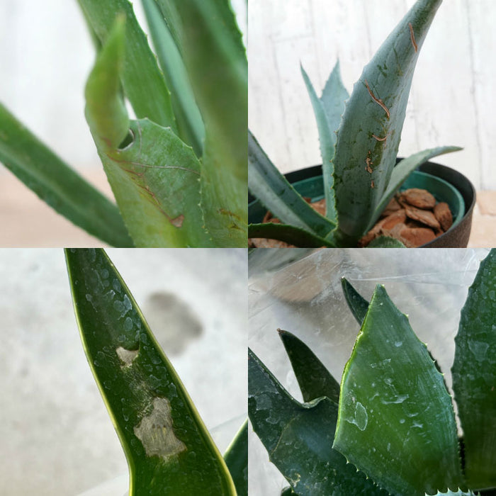 アガベ リュウゼツラン 5号 / アオ バリエガータ 斑入り – 鉢人