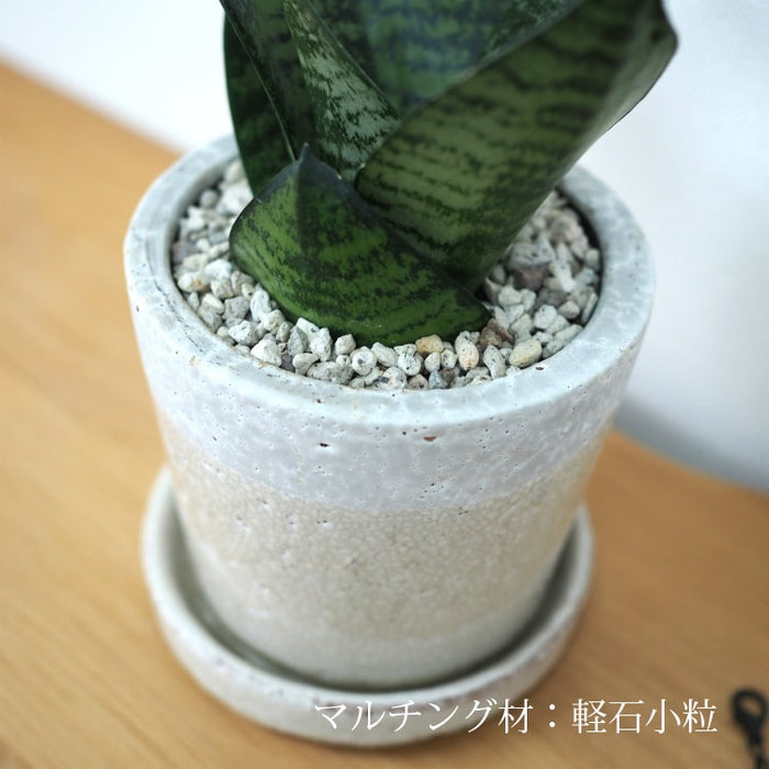 san005_05_700x.jpg?v=1647323103