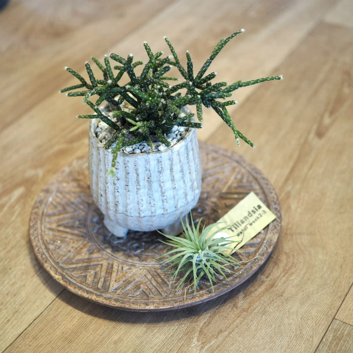 tb117_02_700x.jpg?v=1656638380