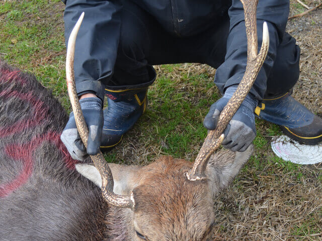 左右非対称の角を持つ奇形？60kg大型の雄シカをくくり罠で捕獲