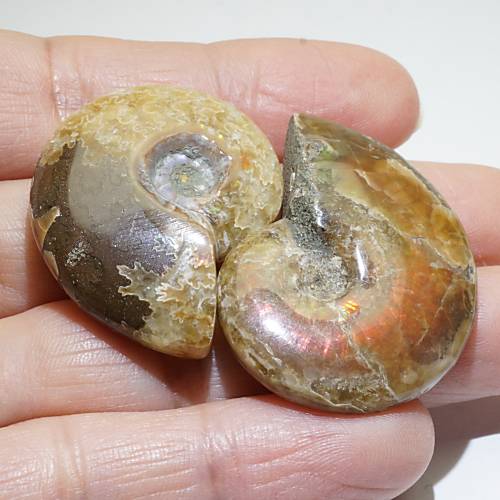 マダガスカル産 アンモナイト 化石 2種セット＜天然石 化石 送料無料