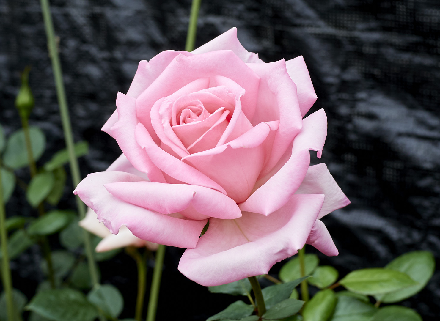 ピンク ラスター – Pink Lustre | 姫野ばら園八ヶ岳農場