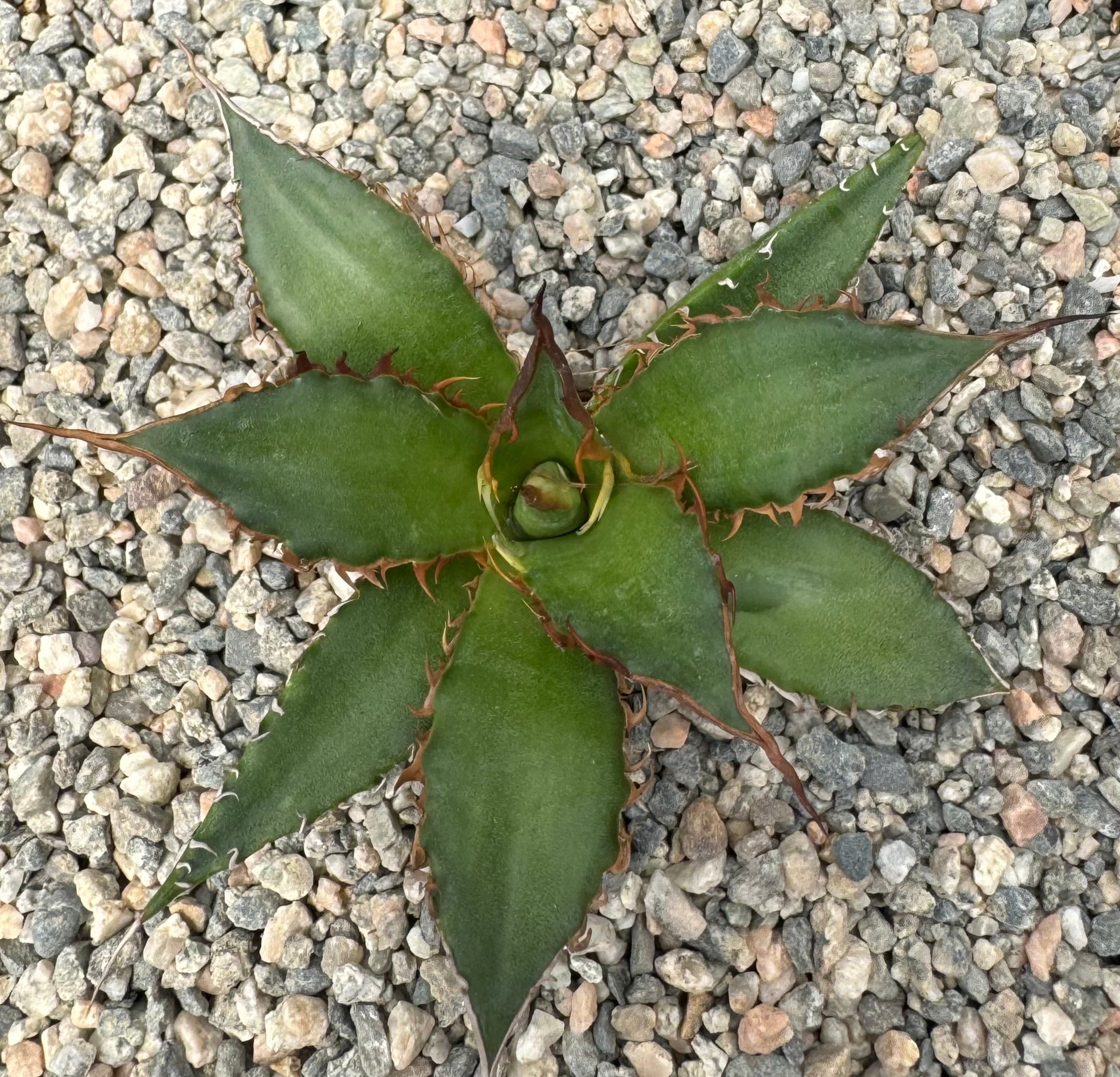 Agave horrida – Hidden Agave