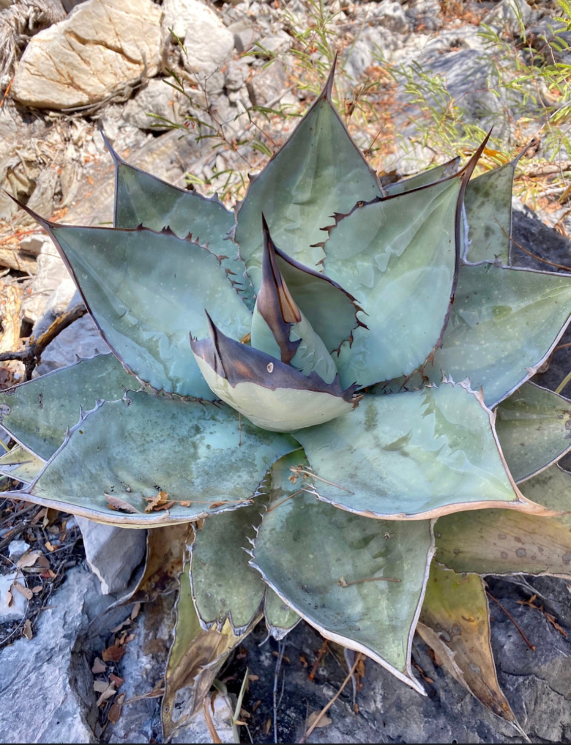Agave titanota – Hidden Agave