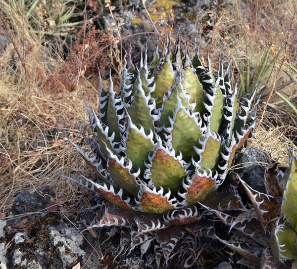 Agave horrida – Hidden Agave