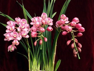 苺の雫 アーチ - 土方洋蘭園：花と緑に包まれた、胡蝶蘭,いちご狩り