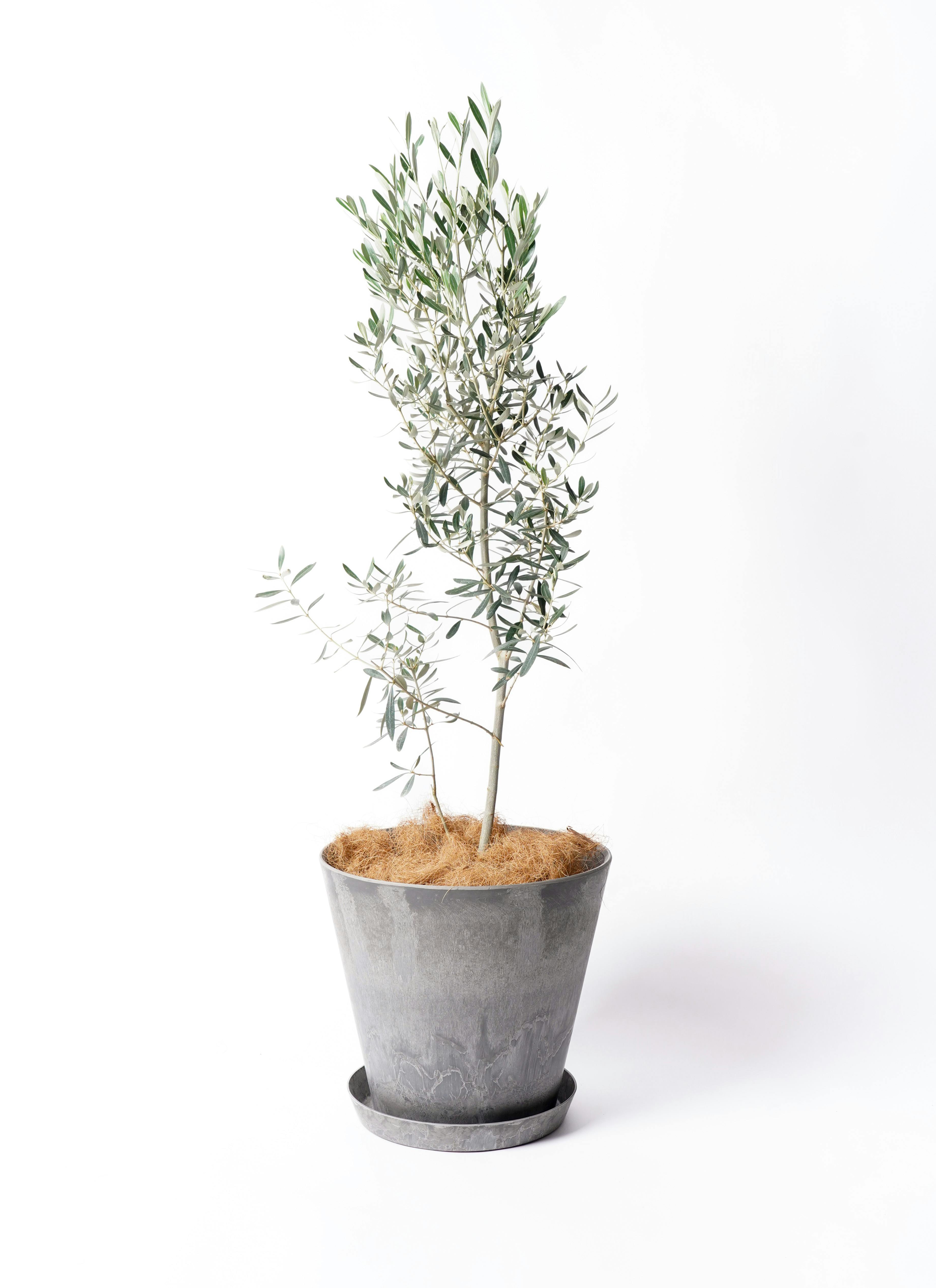 観葉植物 オリーブ 【お祝いにおすすめ】 チプレッシーノ 8号 アート