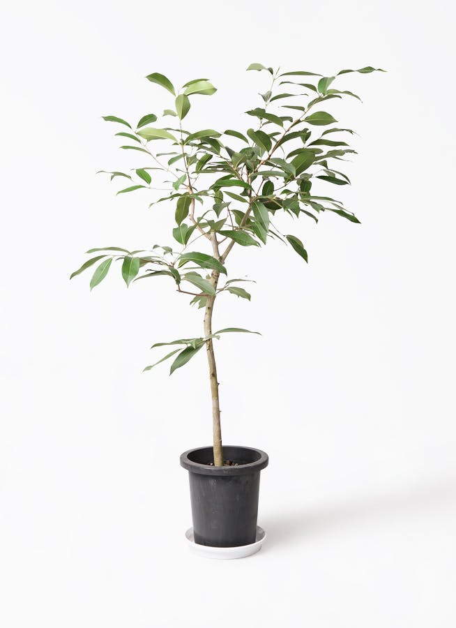 観葉植物 アマゾンオリーブ (ムラサキフトモモ) 8号 竹バスケット 付き