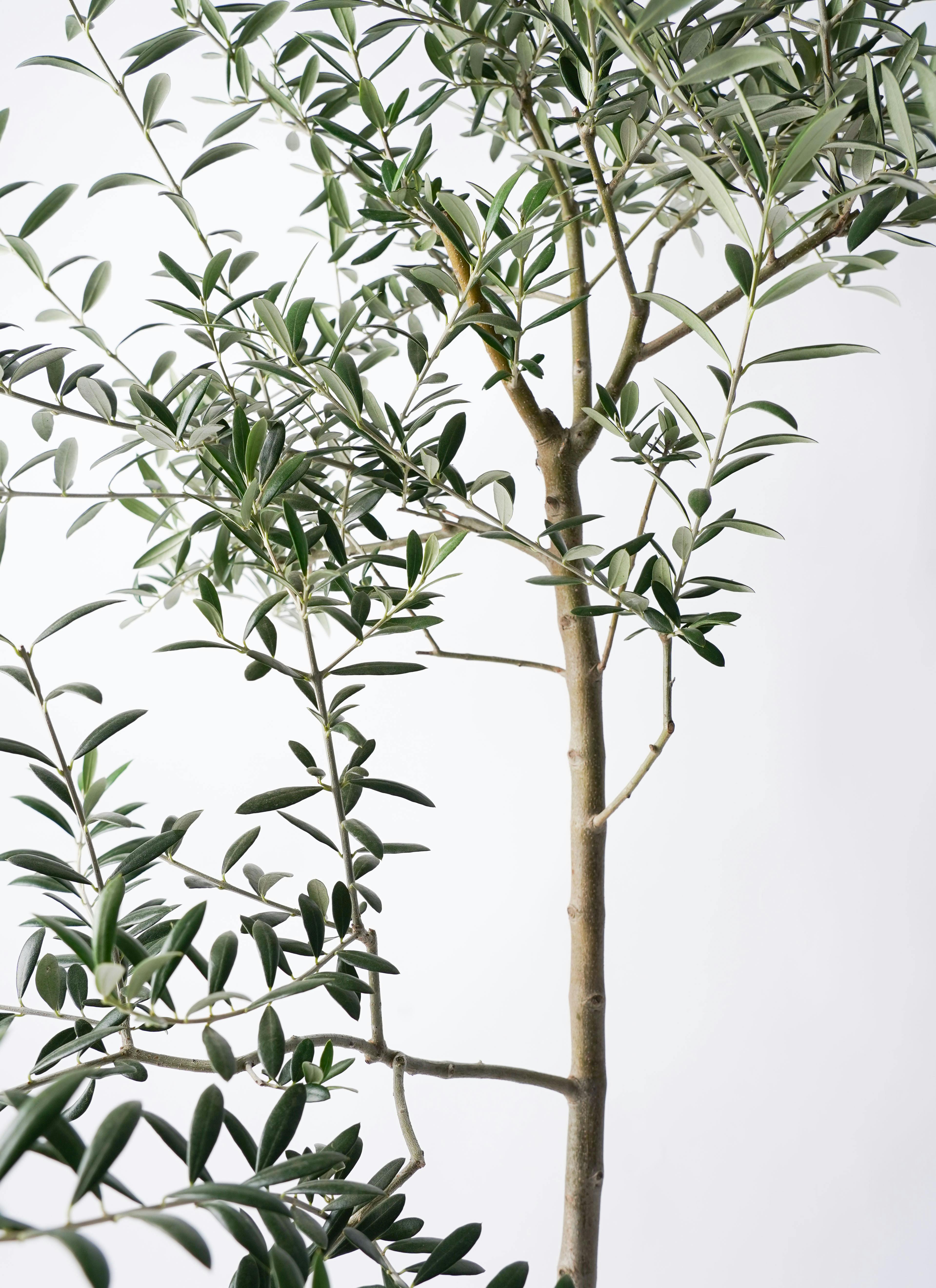 観葉植物 オリーブ 8号 ルッカ プラスチック鉢 | 観葉植物ならHitoHana