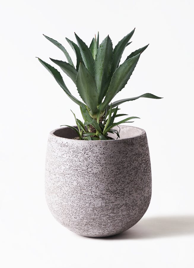 アガベ 8号 | 観葉植物 | インテリアやギフトに - Hitohana（ひとはな）