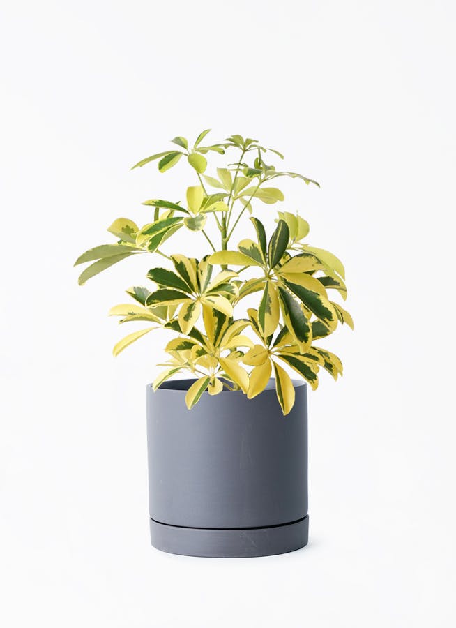 観葉植物 カポック（シェフレラ） 4号 斑入り ルーツ 15 K ブラック