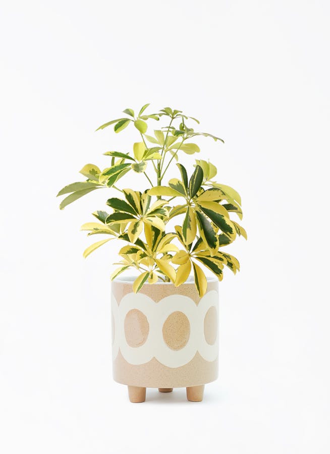 観葉植物 カポック（シェフレラ） 4号 斑入り ラダ 15 B ベージュ 付き