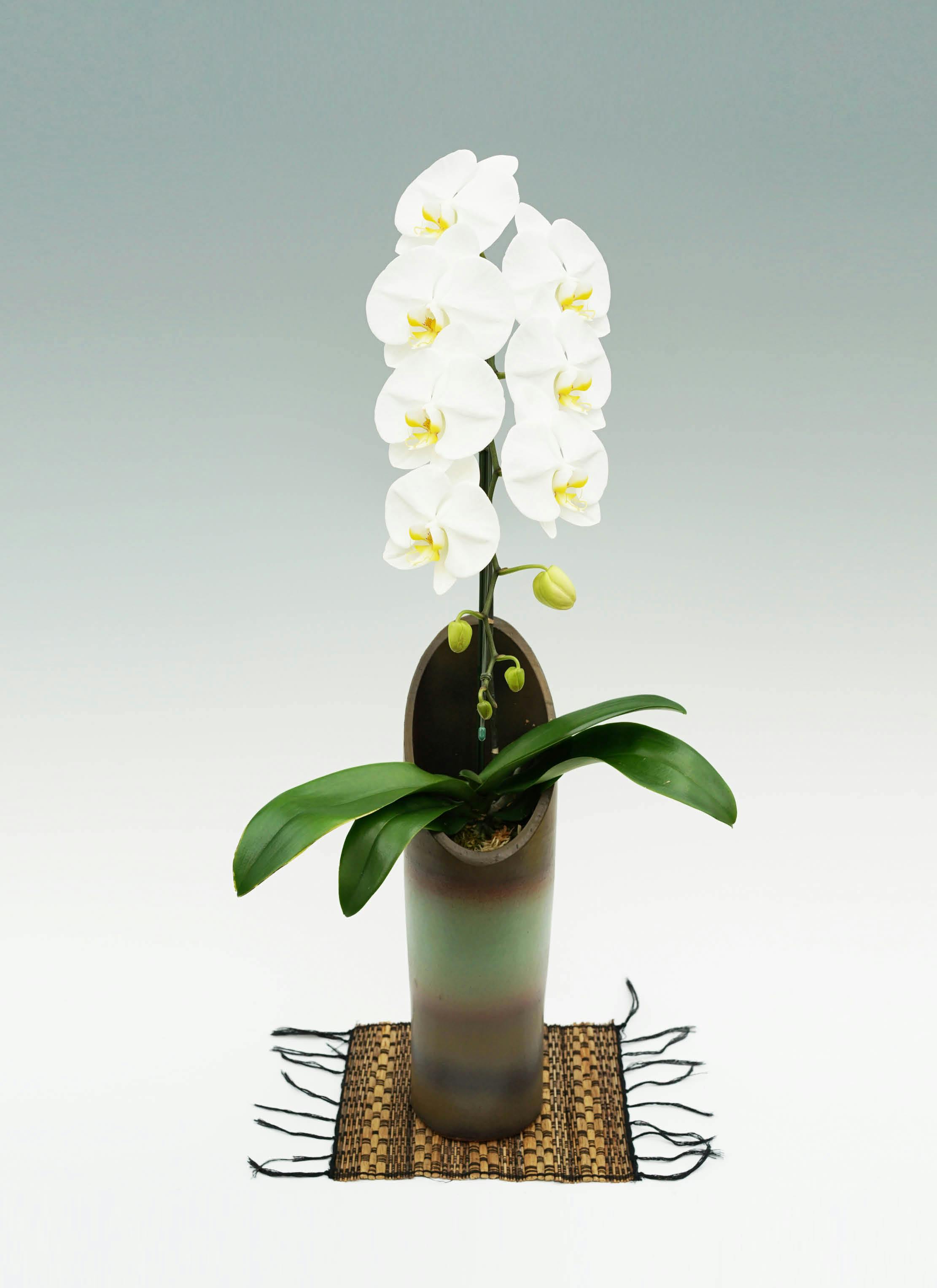 胡蝶蘭大輪 白 1本立ち 和鉢かぐや | 胡蝶蘭ならHitoHana(ひとはな)