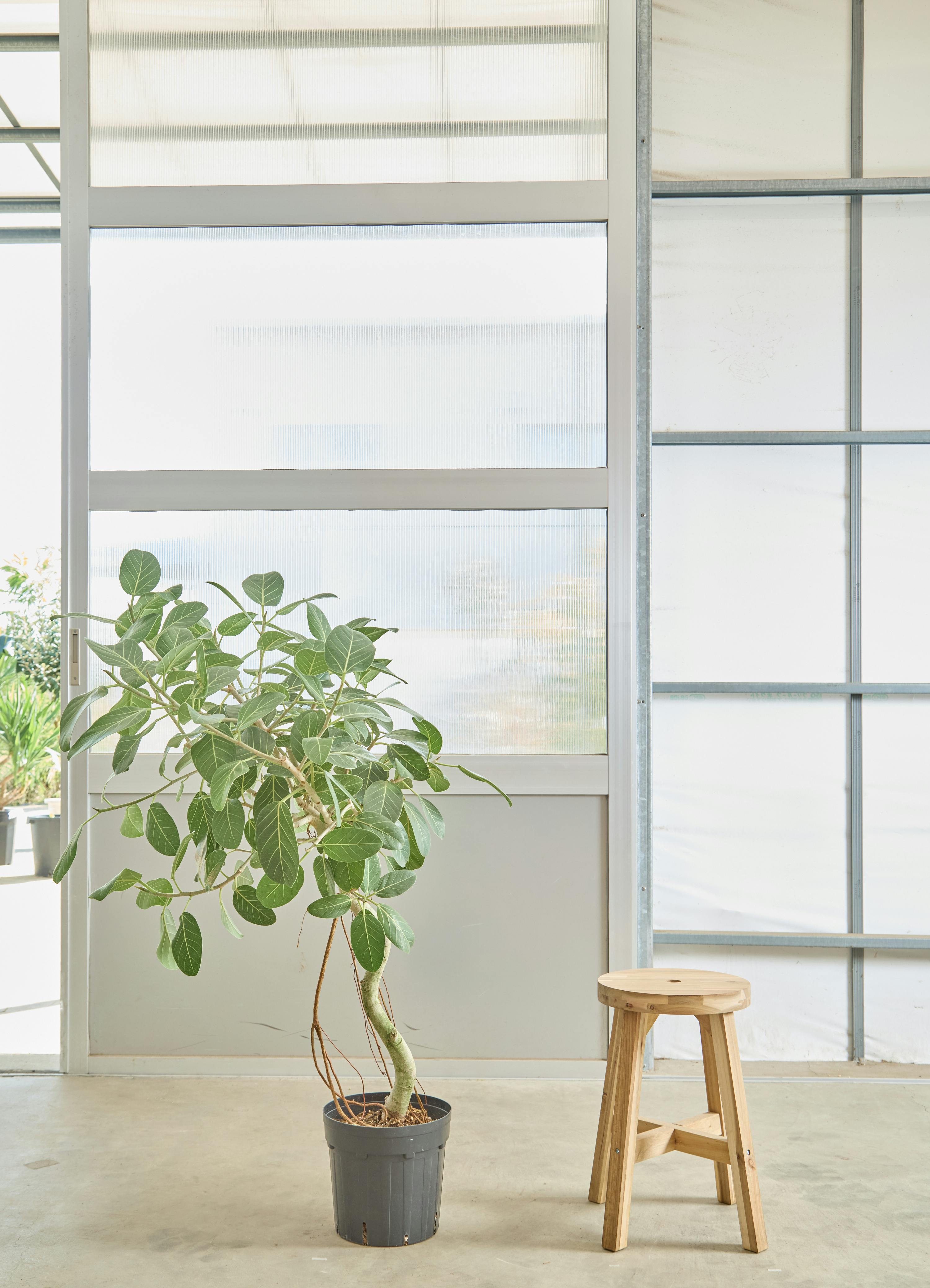 フィカス ベンガレンシス 1点もの（現品・現物） | 観葉植物 | 送料