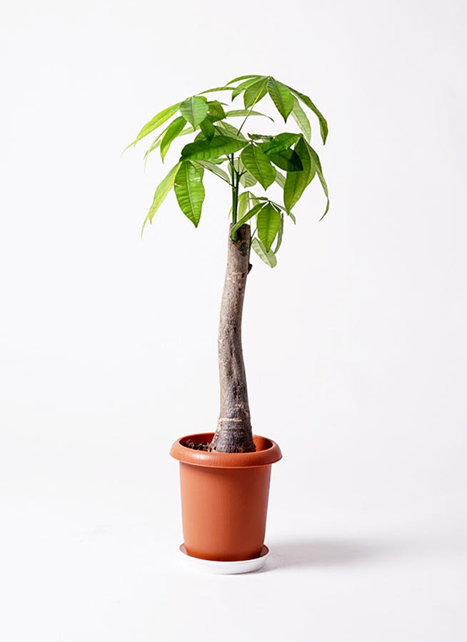 観葉植物 パキラ 8号 朴 アートストーン ラウンド グレー 付き | 観葉