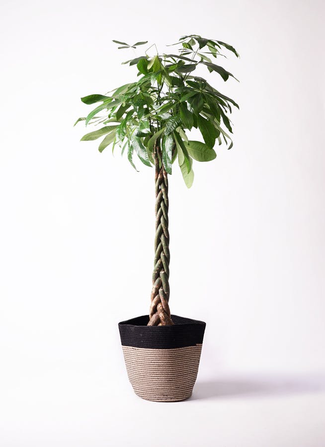 観葉植物 パキラ 10号 ねじり リブバスケットNatural and Black 付き