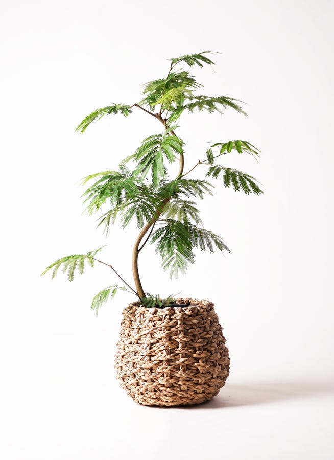 観葉植物 エバーフレッシュ 8号 曲り ラッシュバスケット Natural 付き