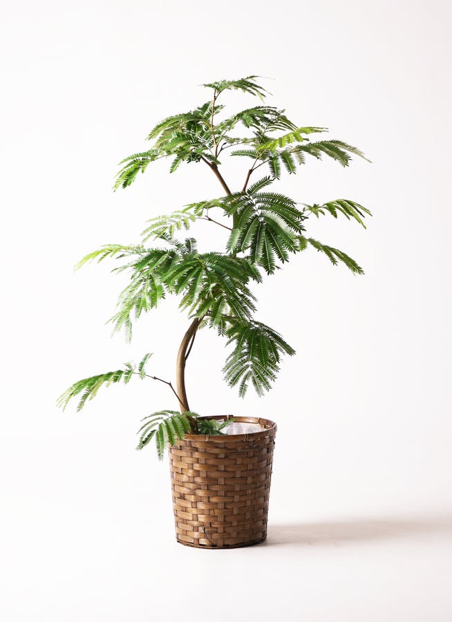 観葉植物 エバーフレッシュ 8号 曲り 竹バスケット 付き | 観葉植物