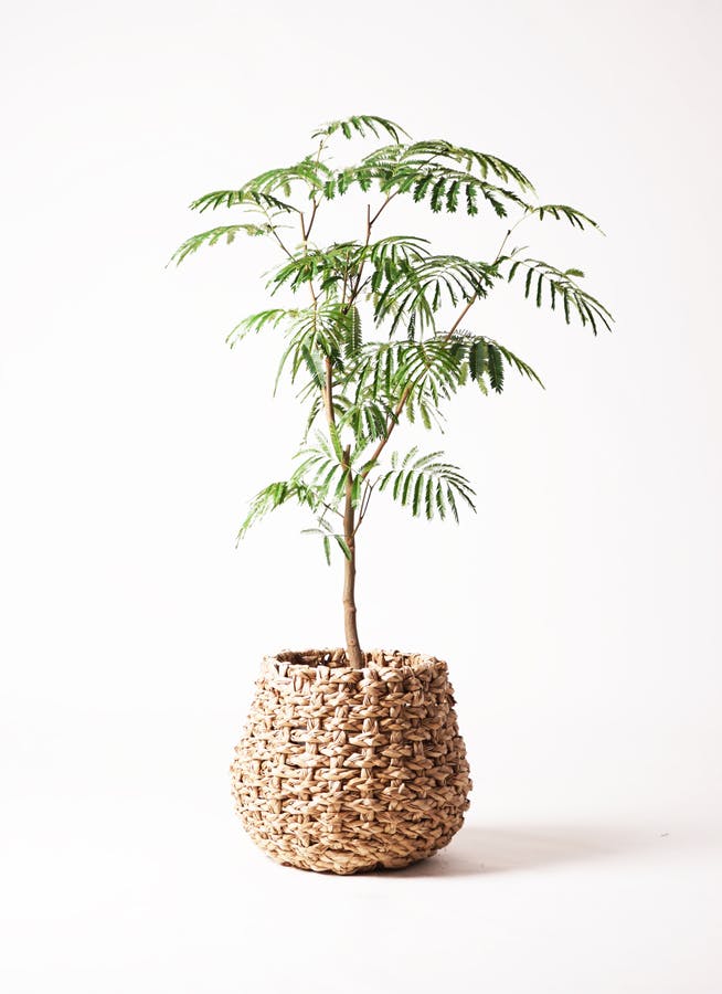 観葉植物 エバーフレッシュ 8号 ボサ造り ラッシュバスケット Natural