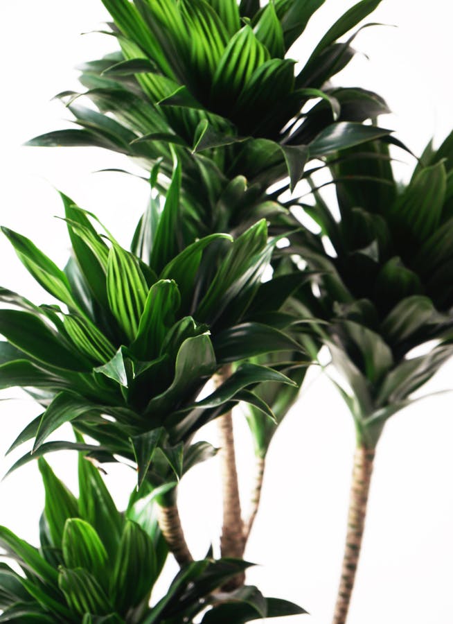 観葉植物 ドラセナ コンパクター 8号 リブバスケットNatural 付き