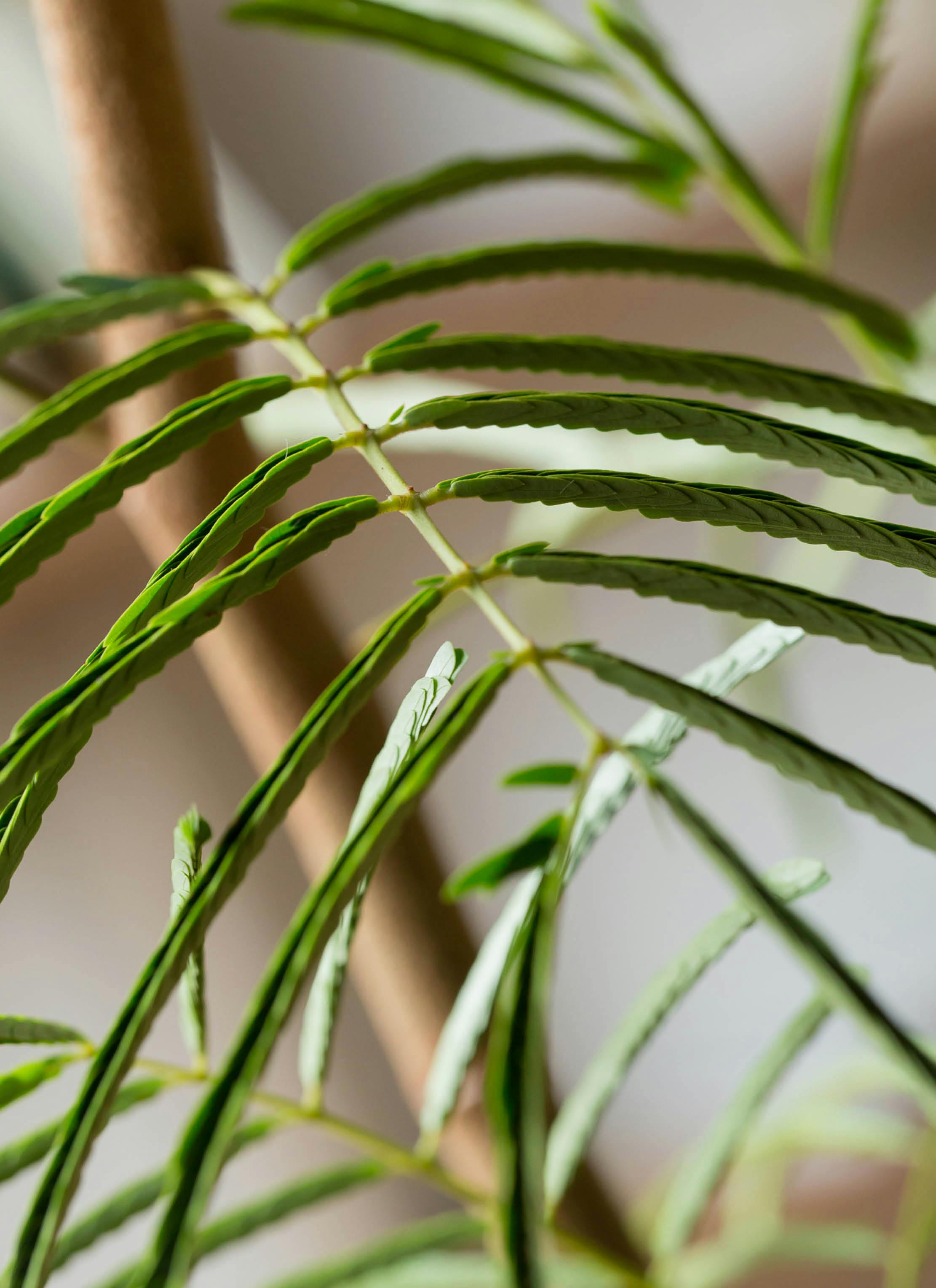 観葉植物 エバーフレッシュ 8号 曲り ファイバークレイ Gray 付き