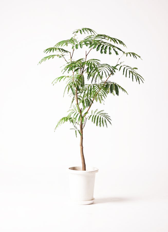 観葉植物 エバーフレッシュ 8号 ボサ造り バスク ミドル ホワイト 付き