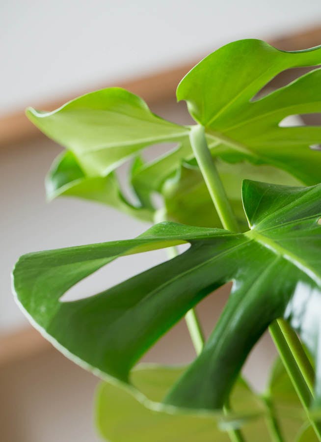 観葉植物 モンステラ 8号 ボサ造り エコストーンwhite 付き | 観葉植物