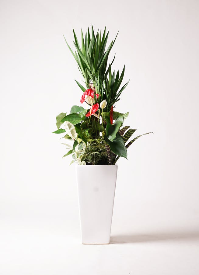 ユッカ 大型 | 観葉植物通販HitoHana(ひとはな)