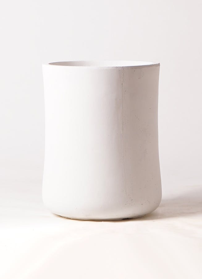 観葉植物 フィカス ベンガレンシス 8号 曲り バスク ミドル ホワイト