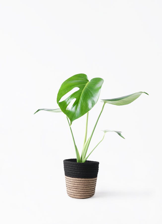 モンステラ 4号 | 観葉植物通販HitoHana(ひとはな)