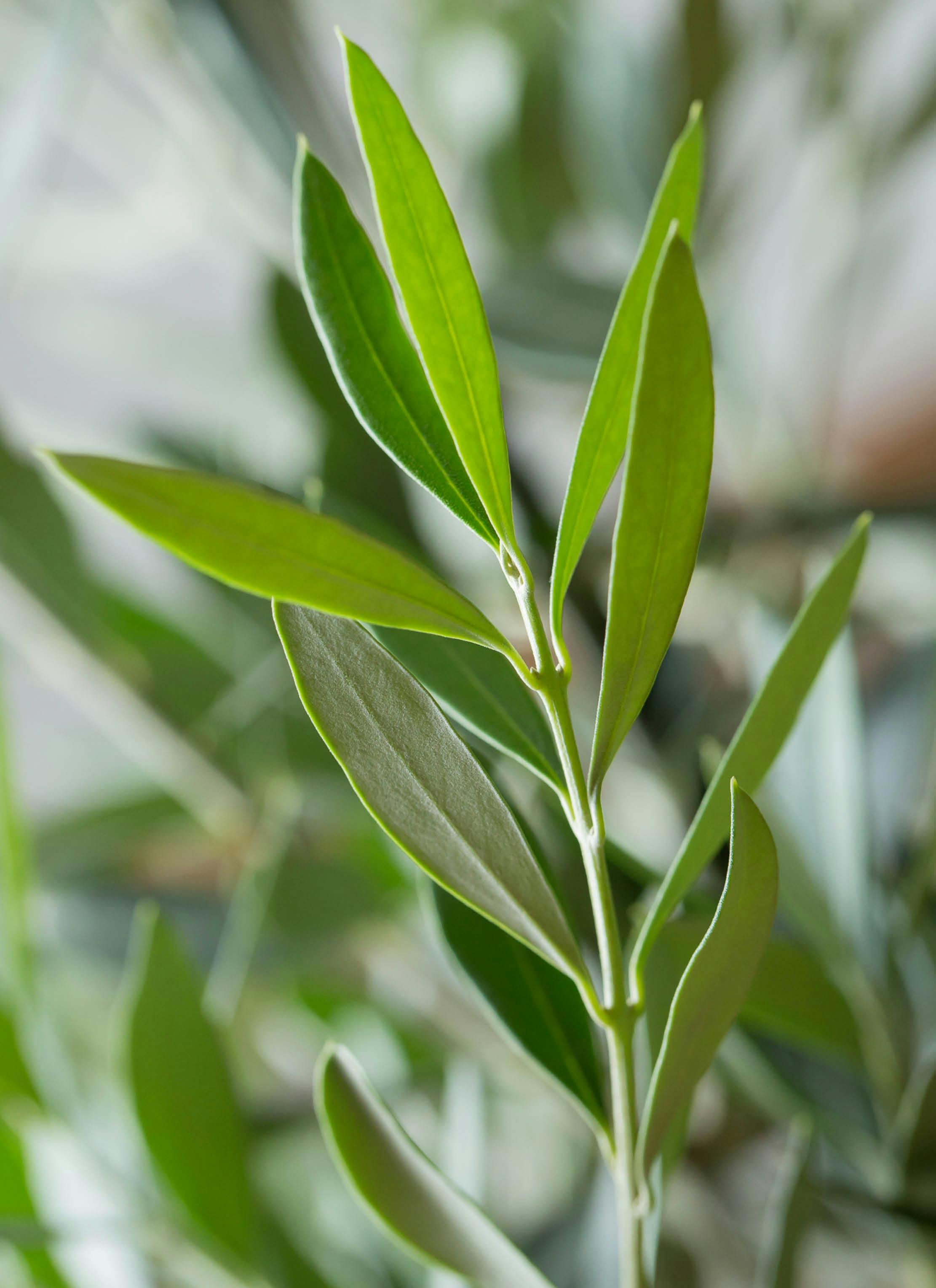 観葉植物 オリーブ 6号 チプレッシーノ プラスチック鉢 | 観葉植物なら