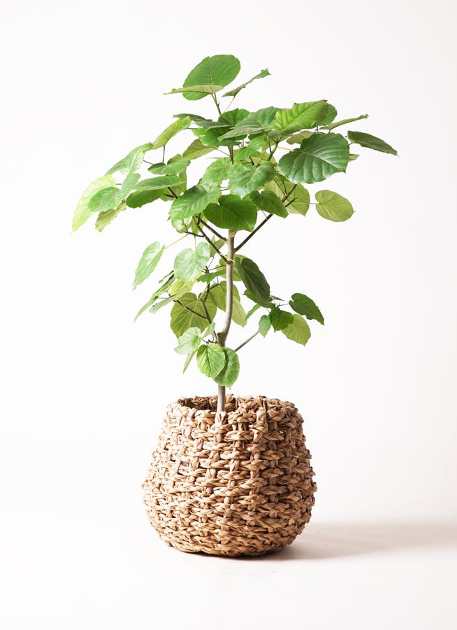 観葉植物 フィカス ウンベラータ 8号 ノーマル ラッシュバスケット