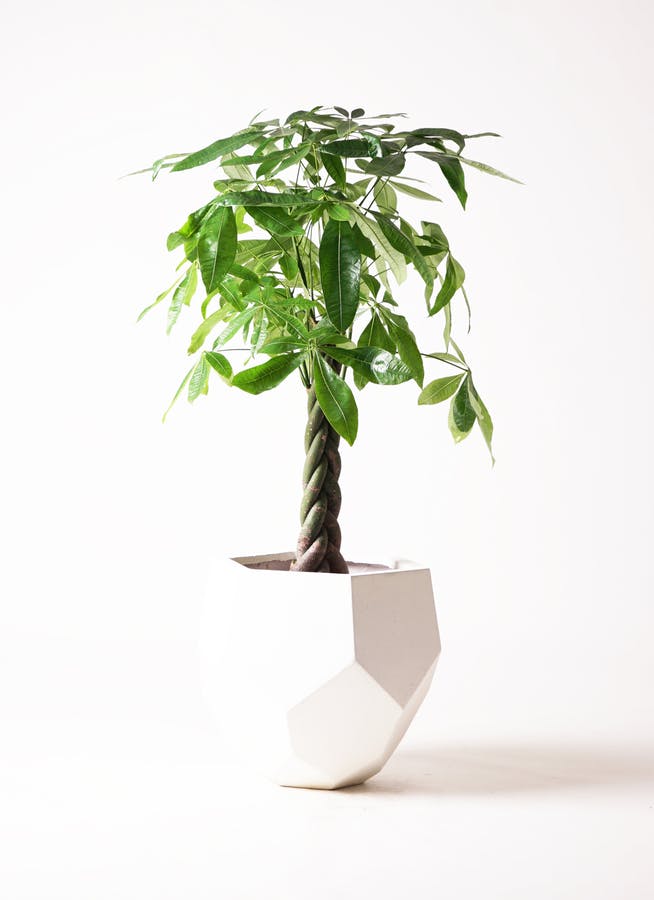 観葉植物 パキラ 8号 ねじり ポリゴヘクサ 白 付き | 観葉植物なら