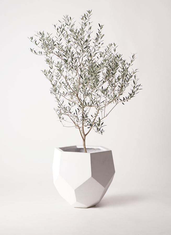 観葉植物 オリーブの木 8号 カヨンヌ ポリゴヘクサ 白 付き / 小倉園