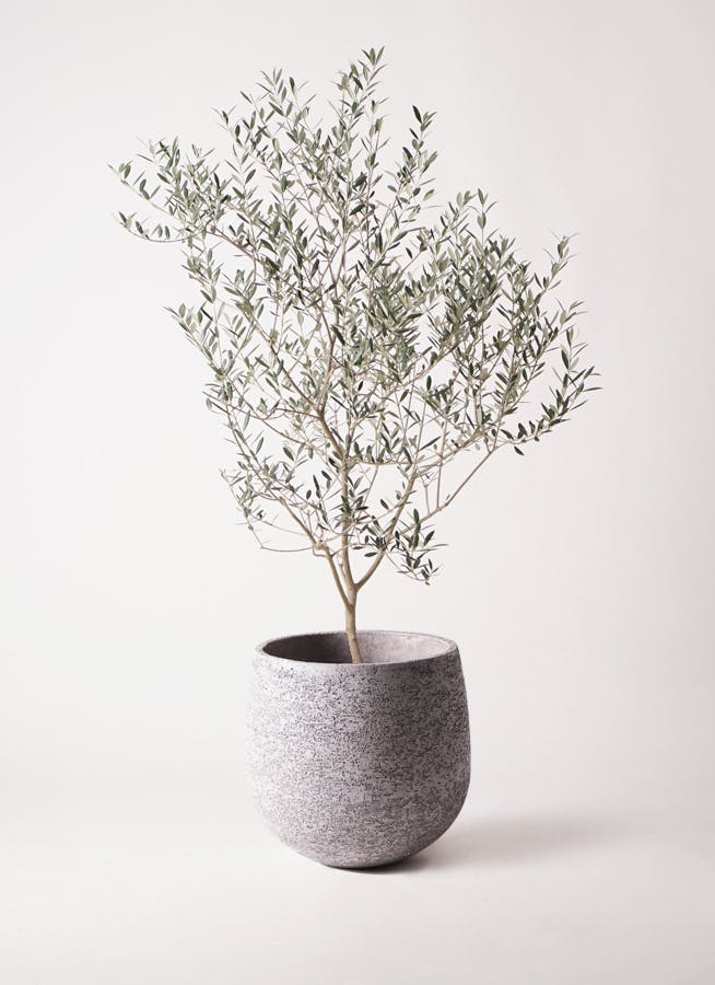 観葉植物 オリーブの木 8号 オヒブランカ エコストーンGray 付き